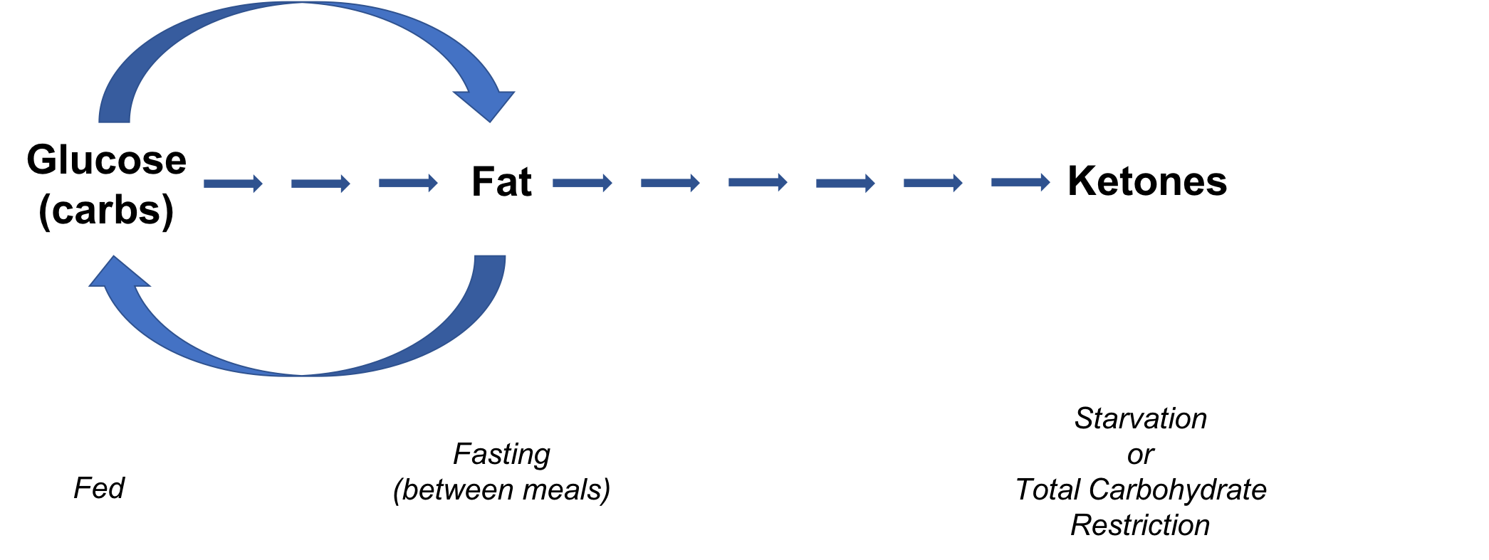 Figure 1. Metabolic Flexibility. The body&rsquo;s normal metabolism is highly flexible and responsive to carbohydrate intake. For the first two to three hours immediately after consuming carbohydrate, the body primarily burns glucose as a fuel. Thereafter the body switches to its backup fuel, fat, until another meal containing carbohydrate is consumed. Your body&rsquo;s metabolism switches/flexes over to carbohydrate/glucose once again as carbs/glucose become the preferred fuel source. Only in starvation (2+ days without eating or total carbohydrate restriction (Table 3) does the body enter ketosis.