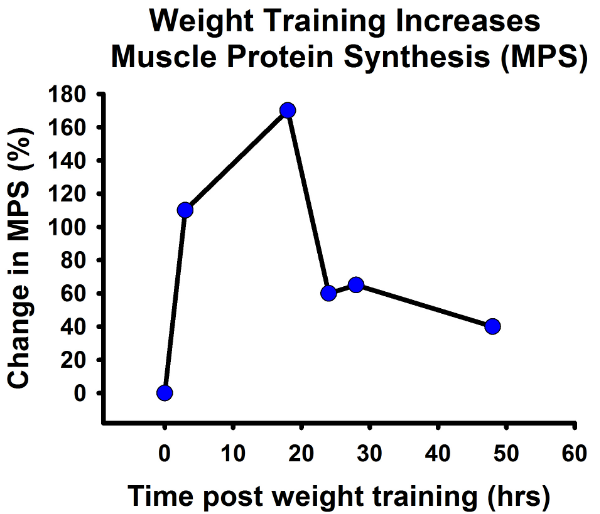 Figure 2: Muscle Protein Synthesis Increases Dramatically after a Single Session of Weight Training (8).
