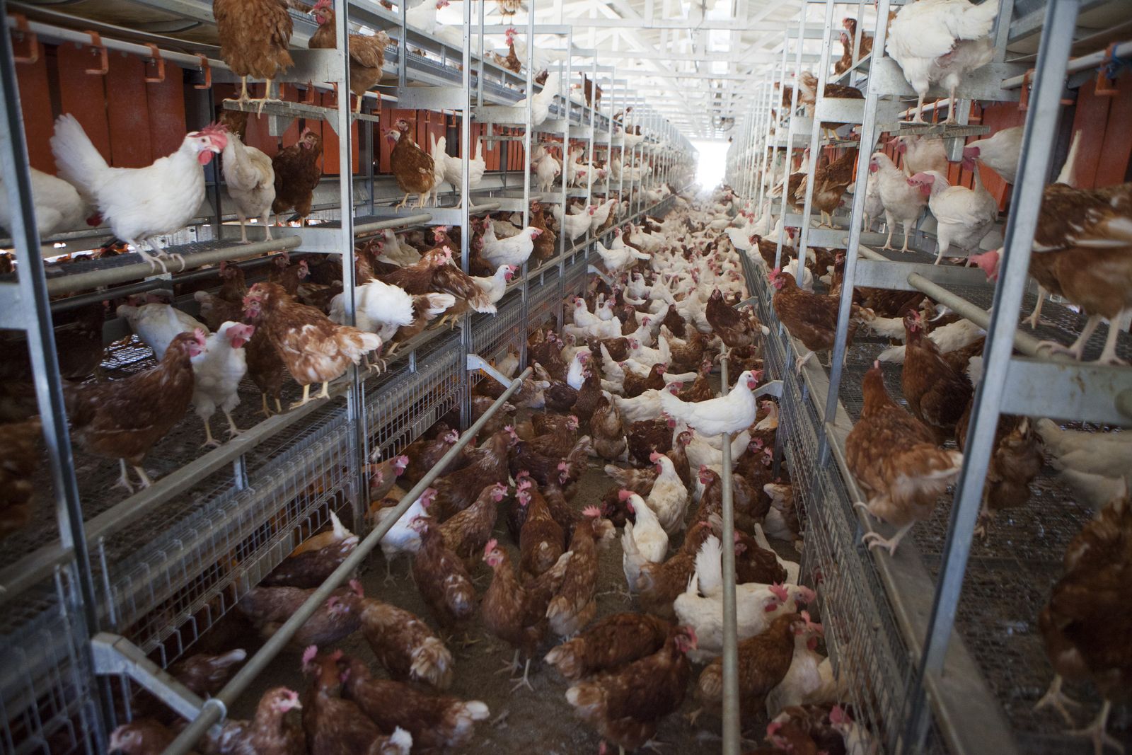 Cage Free Hens. Cage Free does not mean Free Range. Photo courtesy Melanie Stetson Freeman/The Christian Science Monitor via Getty Images.